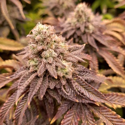 Gorilla Sherbet  growlog timeline photo