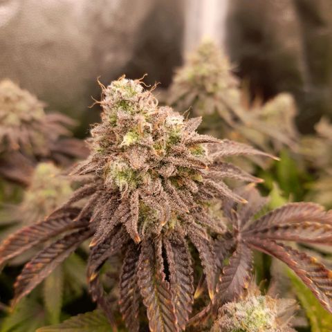 Gorilla Sherbet  growlog timeline photo