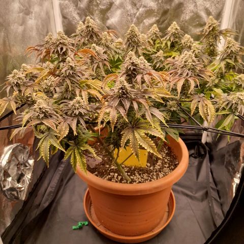 Gorilla Sherbet  growlog timeline photo