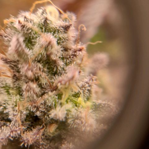 Gorilla Sherbet  growlog timeline photo