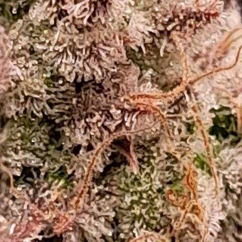 Gorilla Sherbet  growlog timeline photo