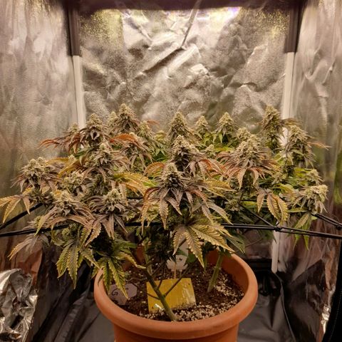 Gorilla Sherbet  growlog timeline photo