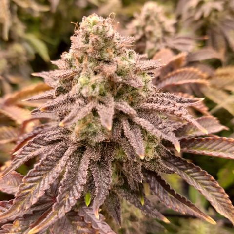 Gorilla Sherbet  growlog timeline photo