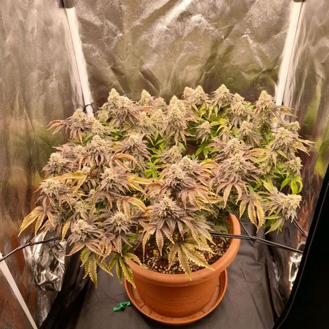 Gorilla Sherbet  growlog timeline photo