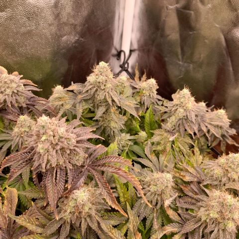 Gorilla Sherbet  growlog timeline photo