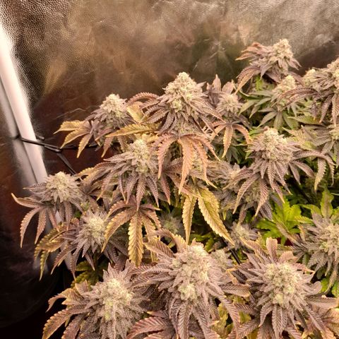 Gorilla Sherbet  growlog timeline photo