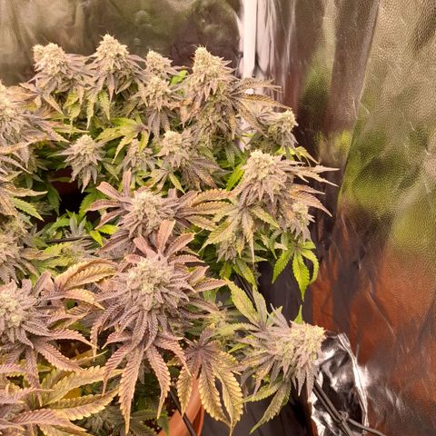 Gorilla Sherbet  growlog timeline photo