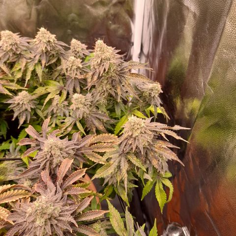 Gorilla Sherbet  growlog timeline photo