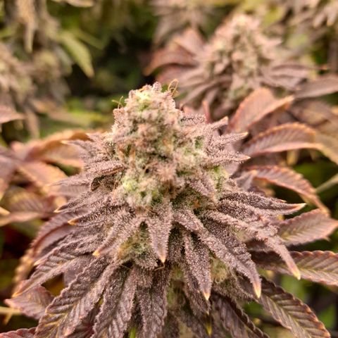 Gorilla Sherbet  growlog timeline photo