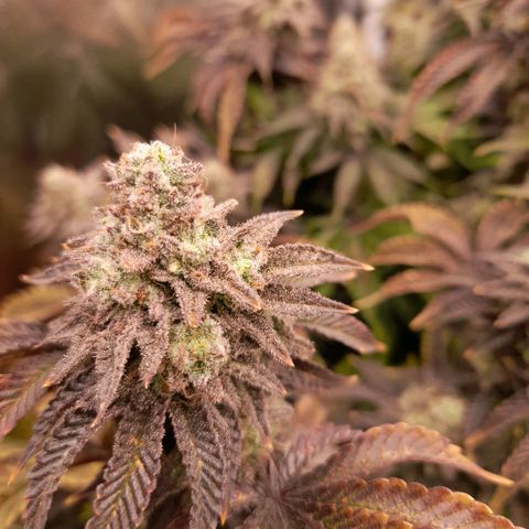 Gorilla Sherbet  growlog timeline photo