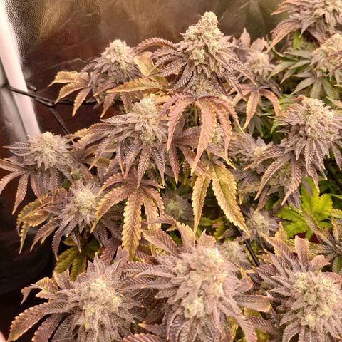 Gorilla Sherbet  growlog timeline photo