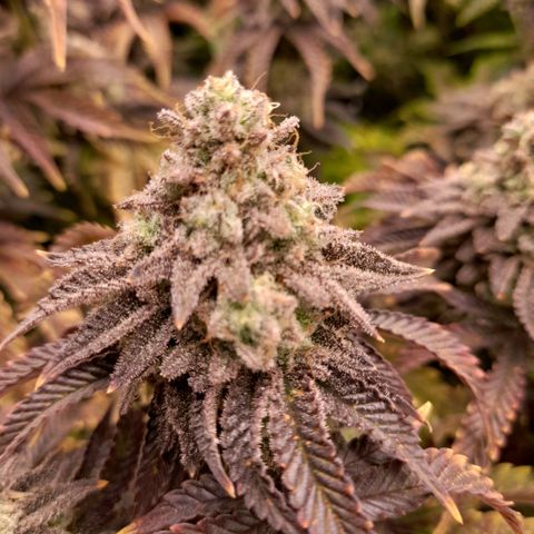 Gorilla Sherbet  growlog timeline photo