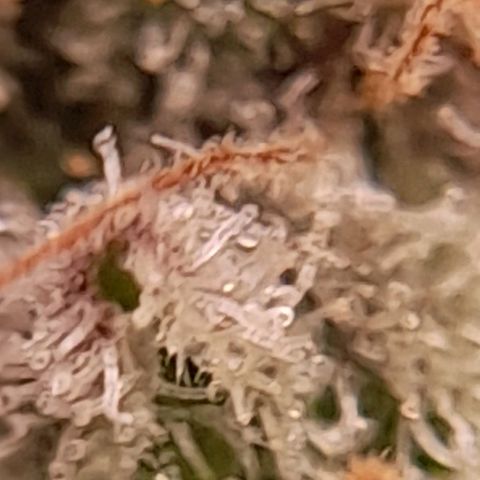 Gorilla Sherbet  growlog timeline photo