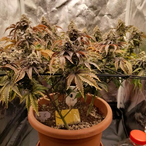 Gorilla Sherbet  growlog timeline photo