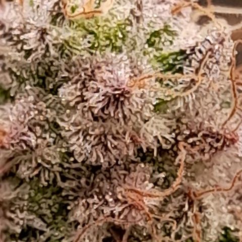 Gorilla Sherbet  growlog timeline photo