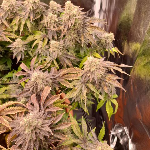 Gorilla Sherbet  growlog timeline photo