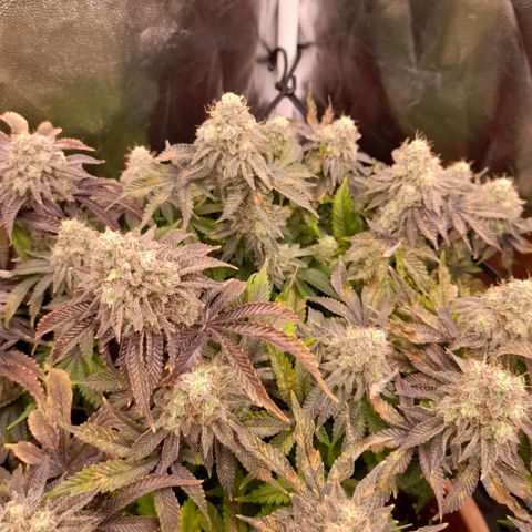 Gorilla Sherbet  growlog timeline photo