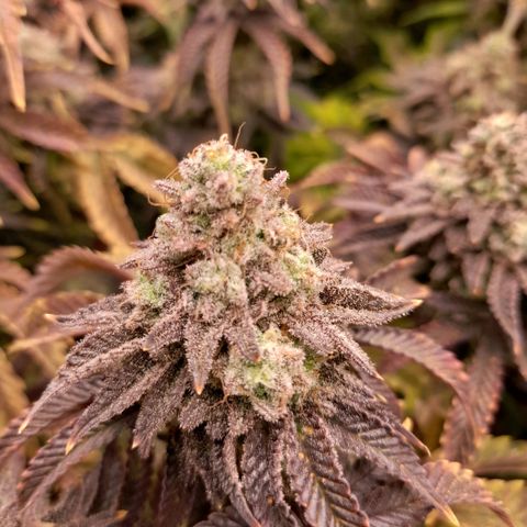 Gorilla Sherbet  growlog timeline photo