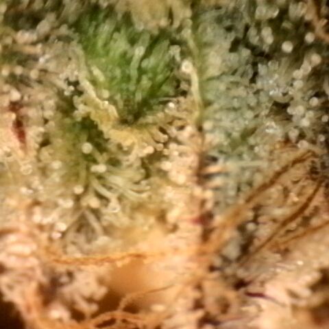 Gorilla Sherbet  growlog timeline photo