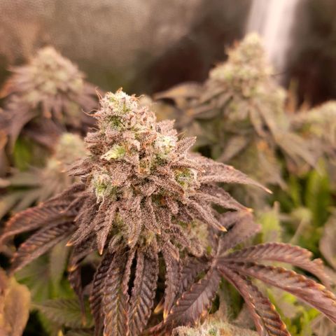 Gorilla Sherbet  growlog timeline photo