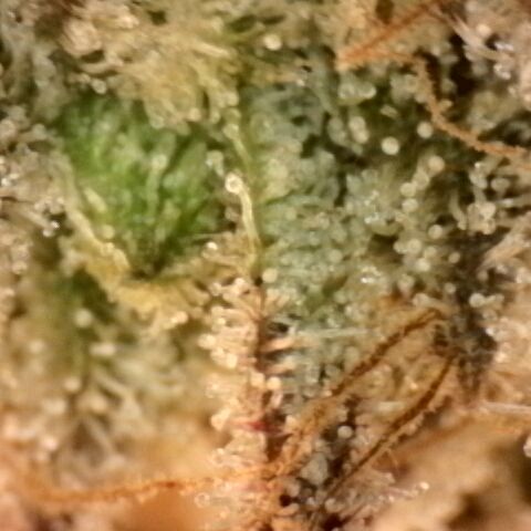 Gorilla Sherbet  growlog timeline photo