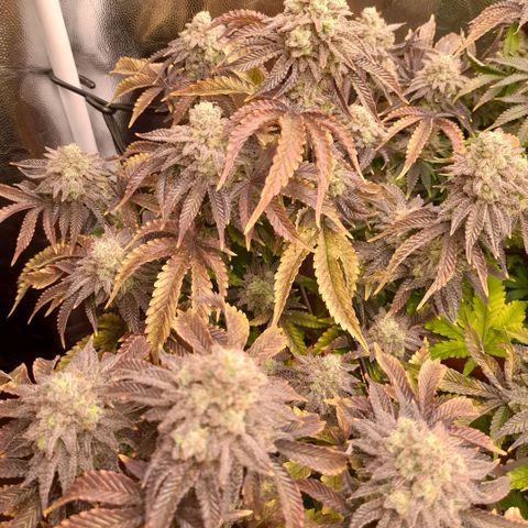 Gorilla Sherbet  growlog timeline photo