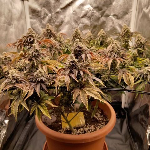 Gorilla Sherbet  growlog timeline photo