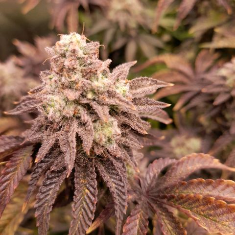 Gorilla Sherbet  growlog timeline photo