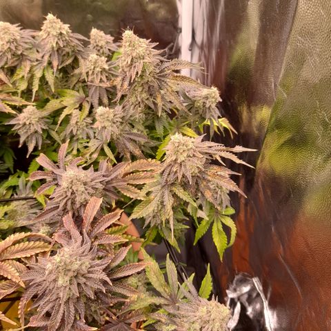 Gorilla Sherbet  growlog timeline photo