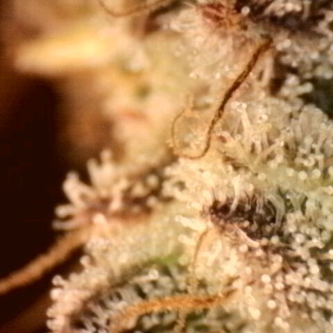 Gorilla Sherbet  growlog timeline photo