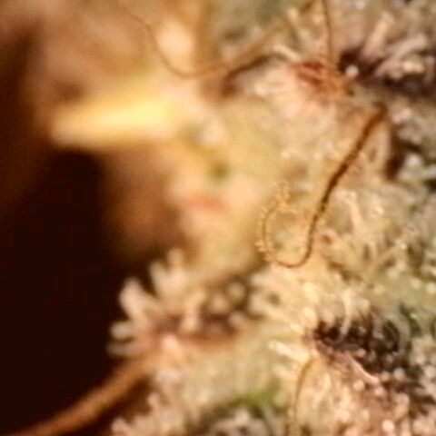 Gorilla Sherbet  growlog timeline photo