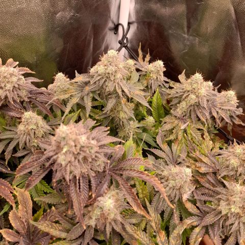 Gorilla Sherbet  growlog timeline photo