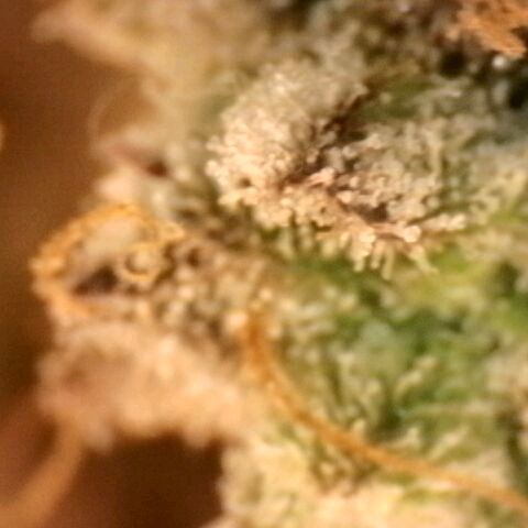 Gorilla Sherbet  growlog timeline photo