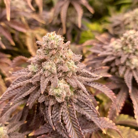 Gorilla Sherbet  growlog timeline photo