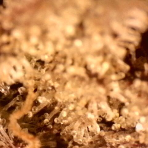 Gorilla Sherbet  growlog timeline photo