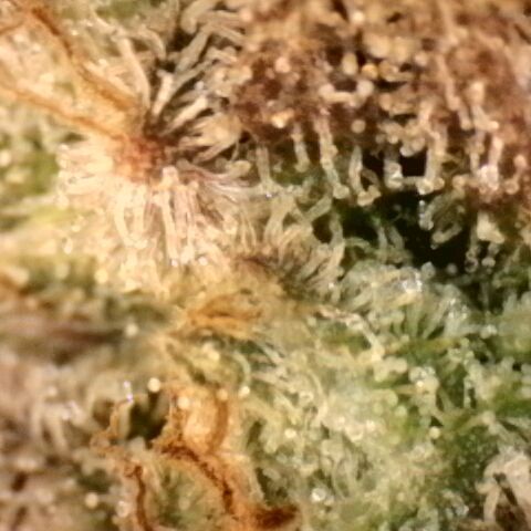 Gorilla Sherbet  growlog timeline photo