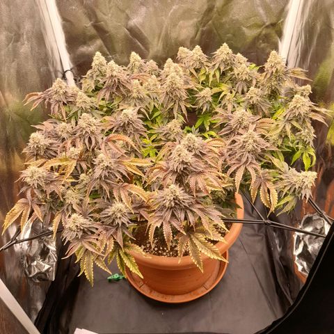 Gorilla Sherbet  growlog timeline photo