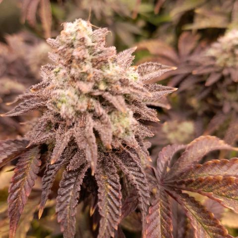 Gorilla Sherbet  growlog timeline photo