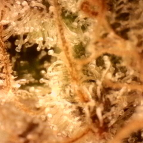 Gorilla Sherbet  growlog timeline photo