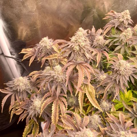 Gorilla Sherbet  growlog timeline photo