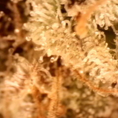 Gorilla Sherbet  growlog timeline photo