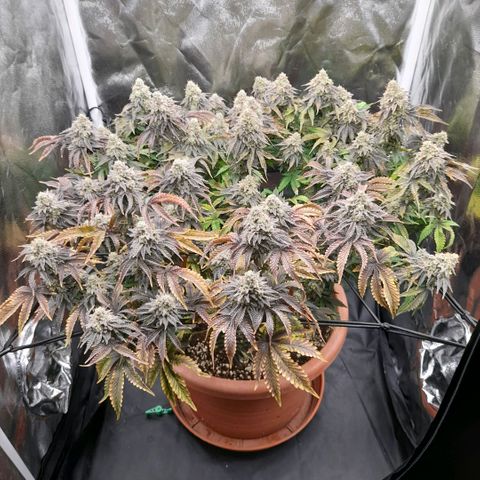 Gorilla Sherbet  growlog timeline photo