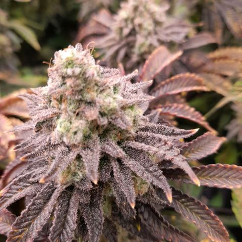 Gorilla Sherbet  growlog timeline photo