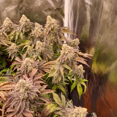 Gorilla Sherbet  growlog timeline photo