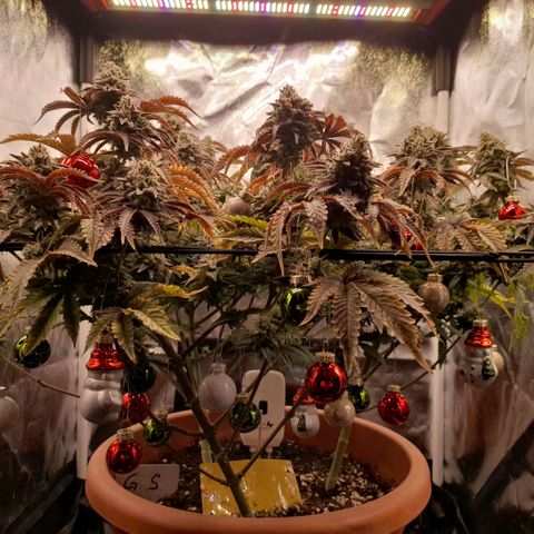 Gorilla Sherbet  growlog timeline photo