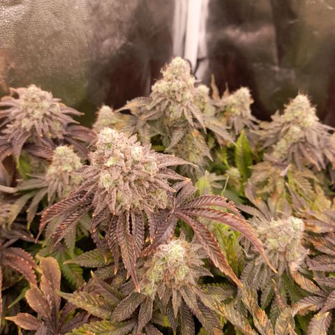 Gorilla Sherbet  growlog timeline photo