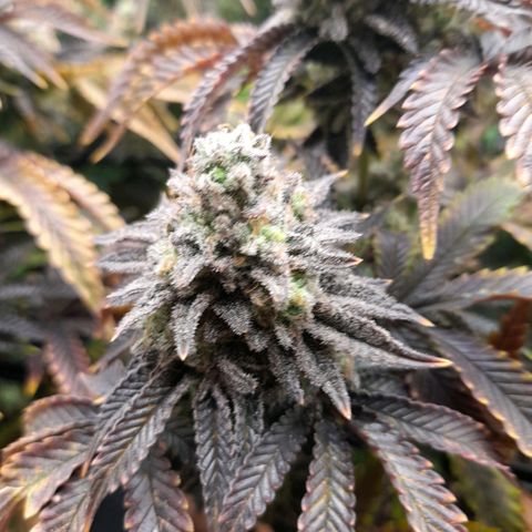 Gorilla Sherbet  growlog timeline photo