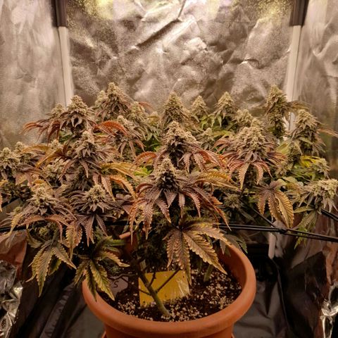 Gorilla Sherbet  growlog timeline photo