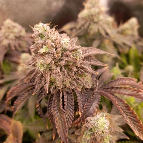 Gorilla Sherbet  growlog timeline photo