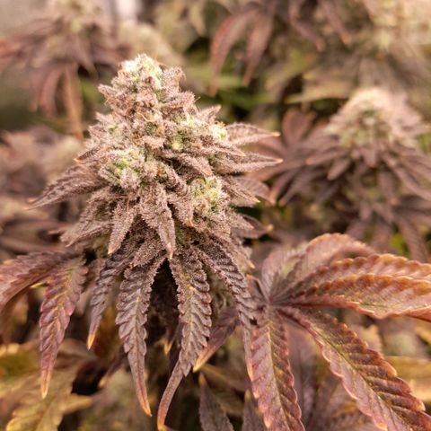 Gorilla Sherbet  growlog timeline photo